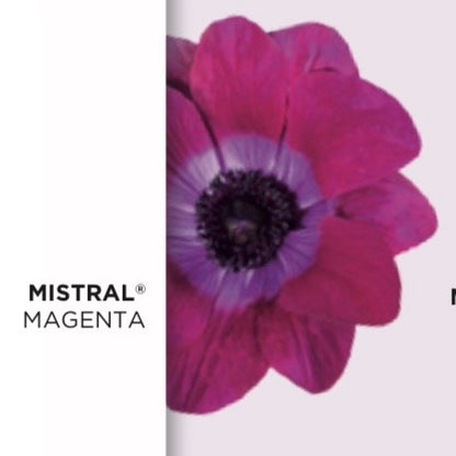 Anemone Mistral® Mix – 10 cormi