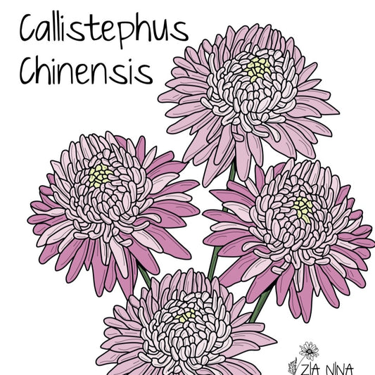 Callistephus (Aster) chinensis ‘King Size Appleblossom