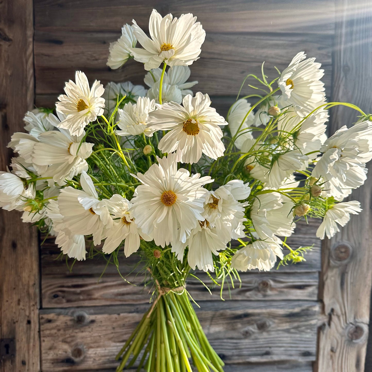 MAZZO Cosmos