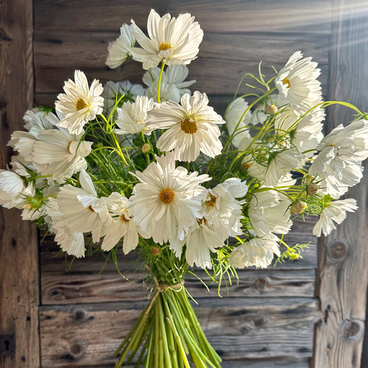MAZZO Cosmos
