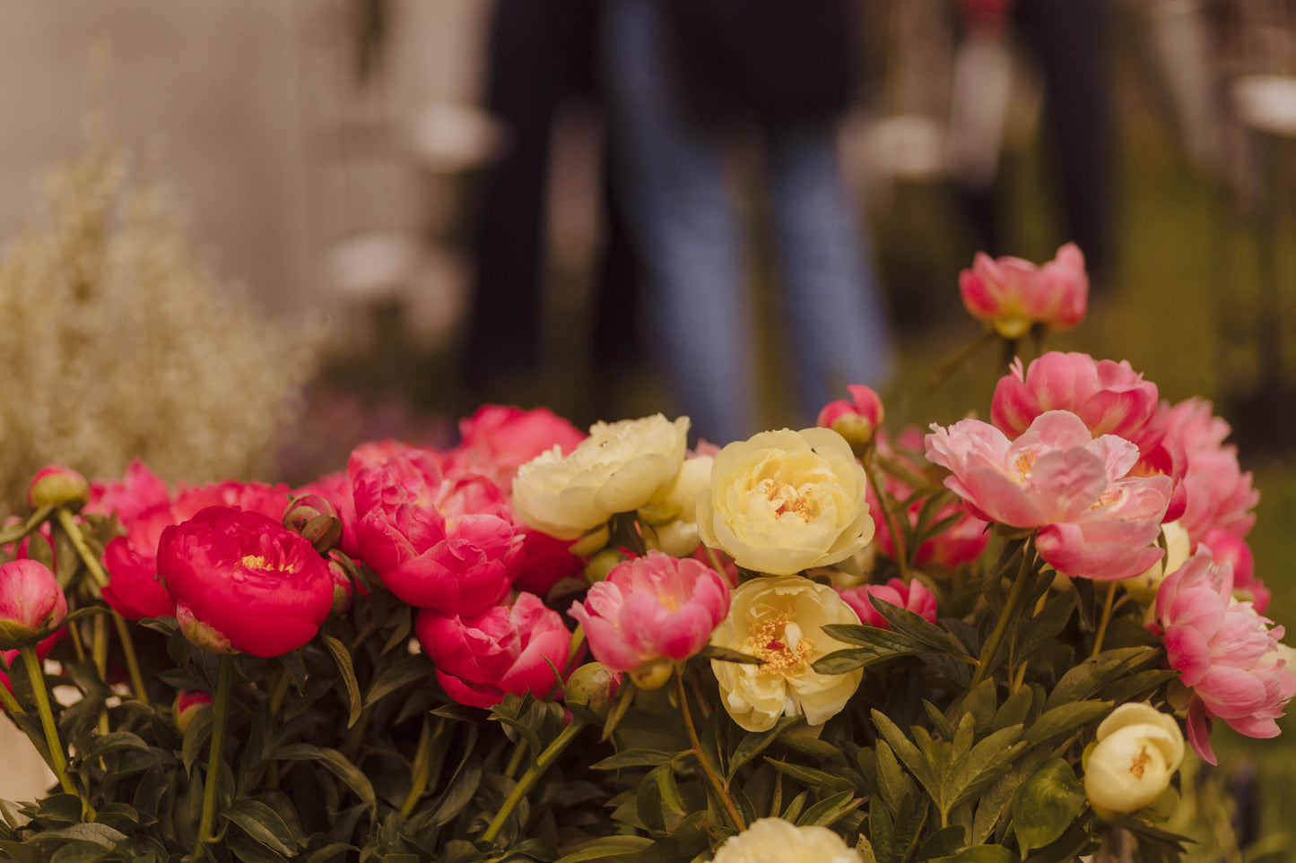 L’Ora delle Peonie