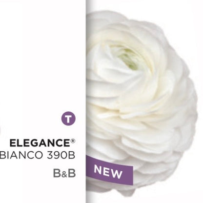 Ranuncolo Elegance Bianchi e Crema