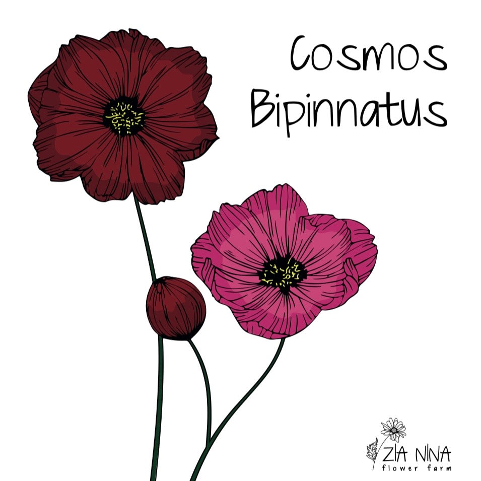 Cosmos bipinnatus Rubenza