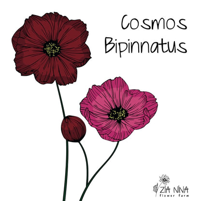 Cosmos bipinnatus Rubenza