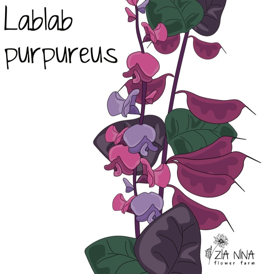 Lablab (Dolichos) purpureus Roby Moon
