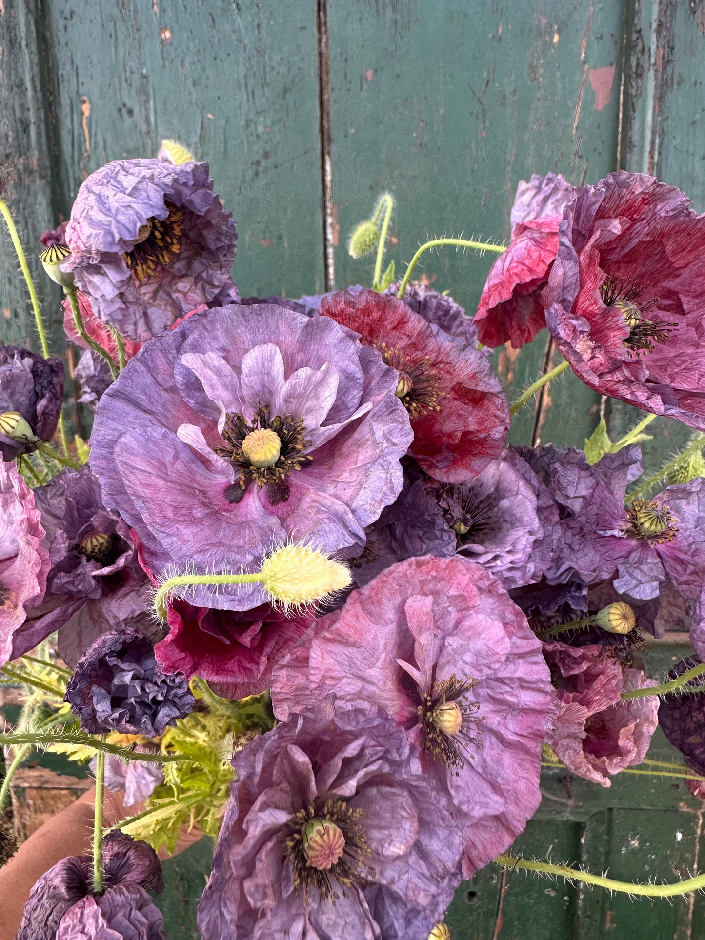 PAPAVER rhoeas Amazing Grey