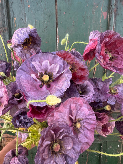 PAPAVER rhoeas Amazing Grey