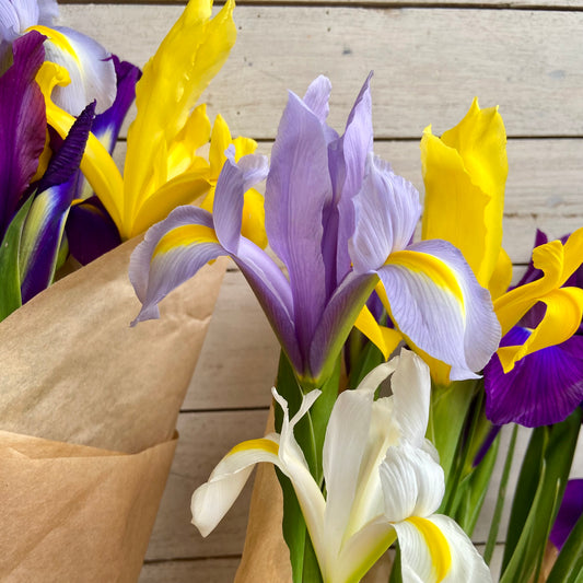 Iris Hollandica Mix – 20 bulbi