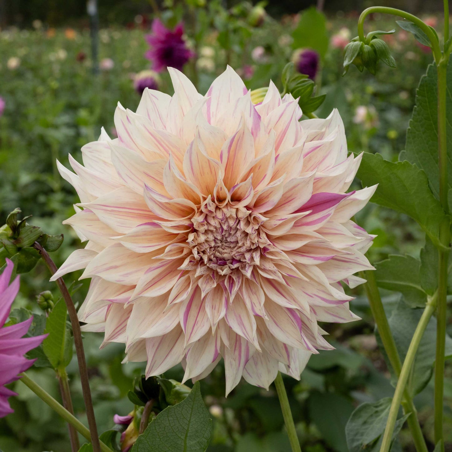 Dahlia Café au Lait Twist