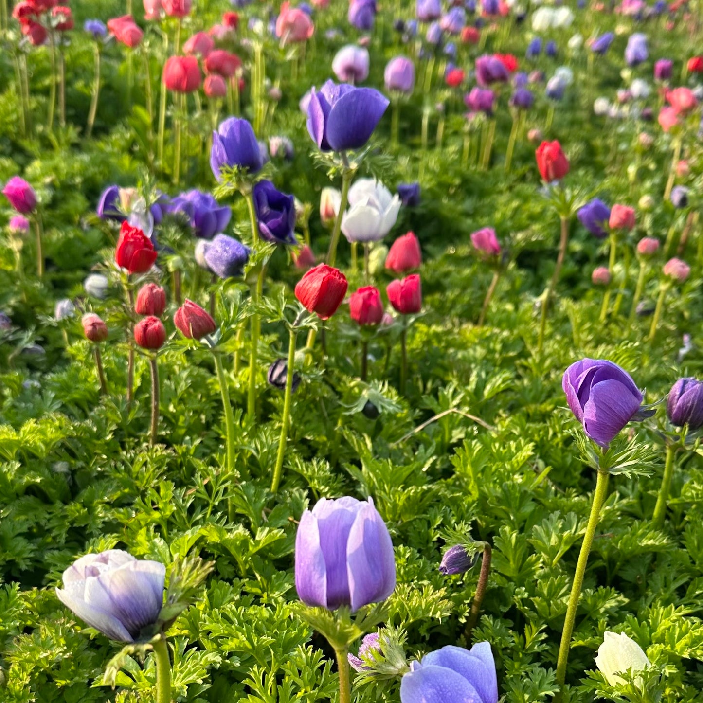 Anemoni Mistral