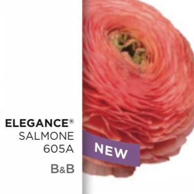 Ranuncolo Elegance Mix  Arancio & Salmone