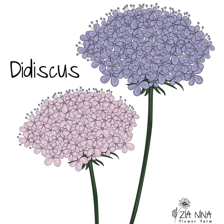 Didiscus caeruleus Pink & Blue