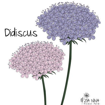 Didiscus caeruleus Pink & Blue