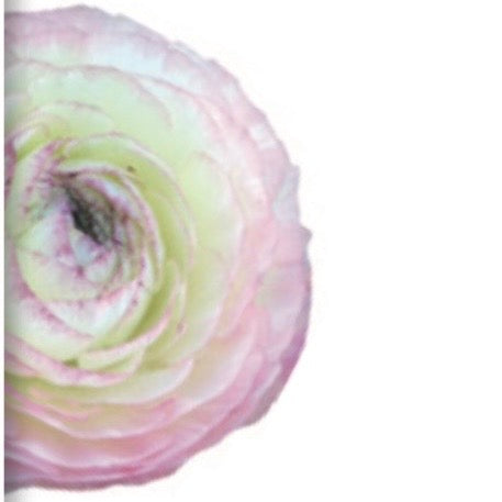 Ranuncolo Elegance Rosa mix