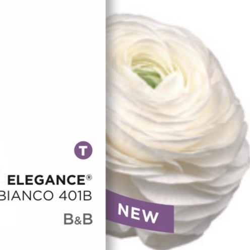 Ranuncolo Elegance Bianchi e Crema