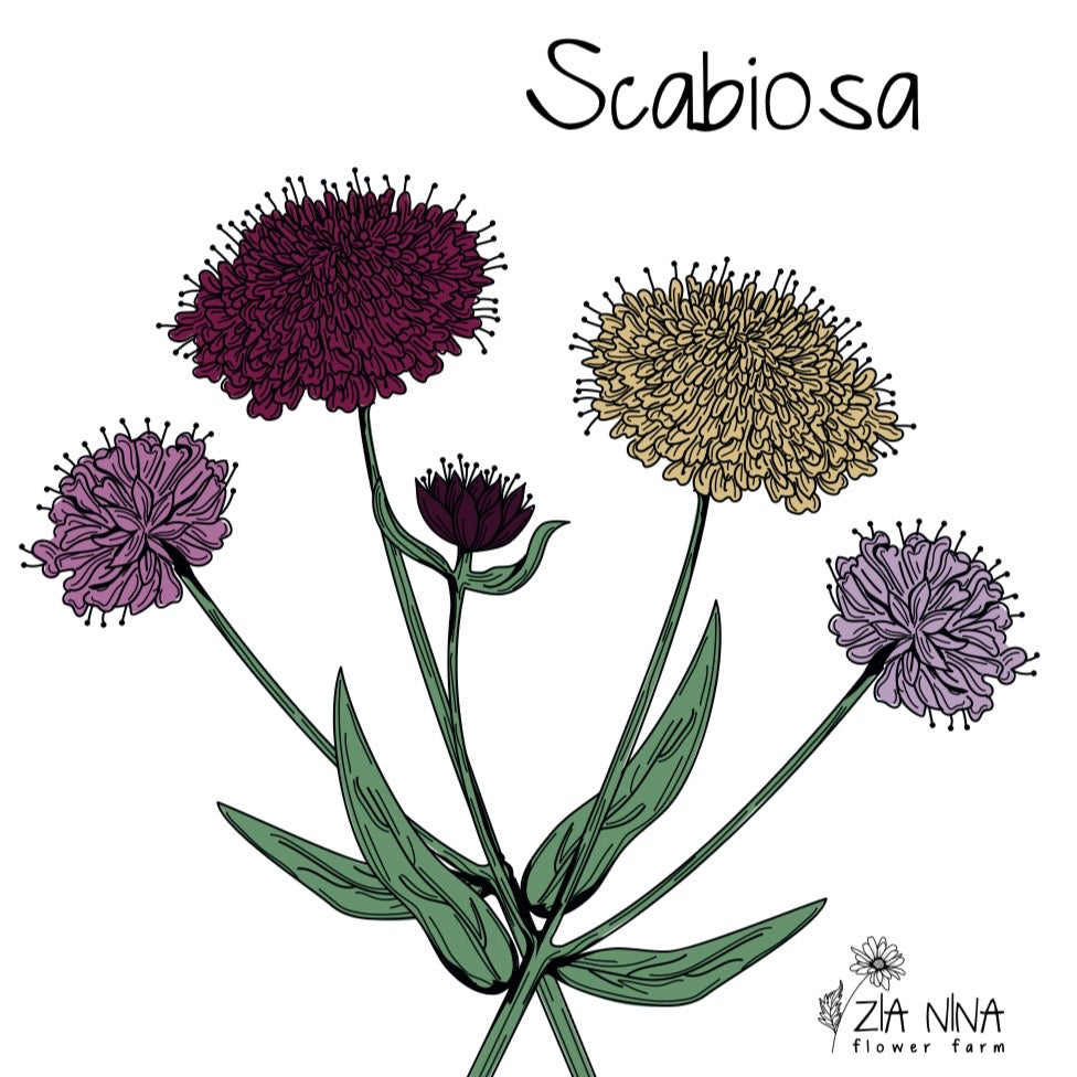 Scabiosa formula Mix