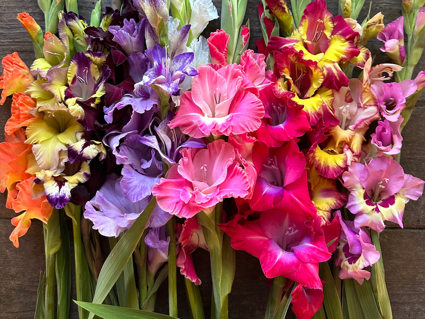 Gladiolus 10 pezzi Mix