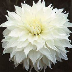 Dahlia Snowbound