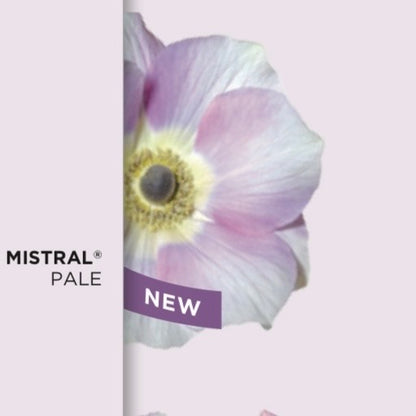 Anemone Edge e Pale® – 10 cormi