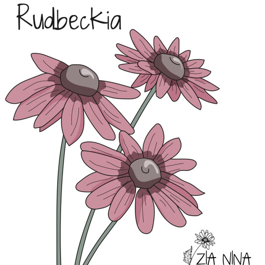 Rudbeckia hirta Cherry Brandy
