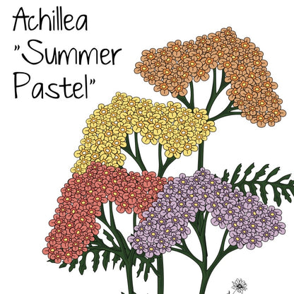 Achillea “Summer “Pastel”
