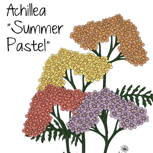 Achillea “Summer “Pastel”