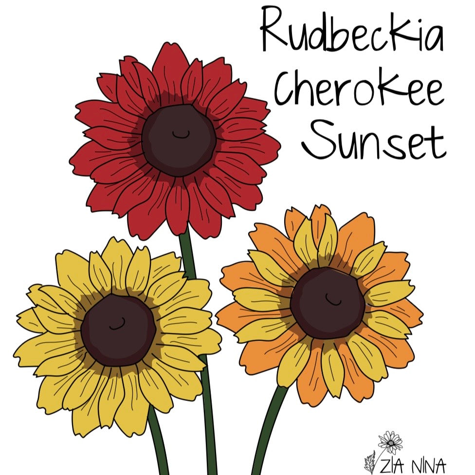 Rudbeckia hirta Cherokee Sunset