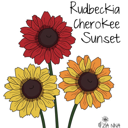 Rudbeckia hirta Cherokee Sunset