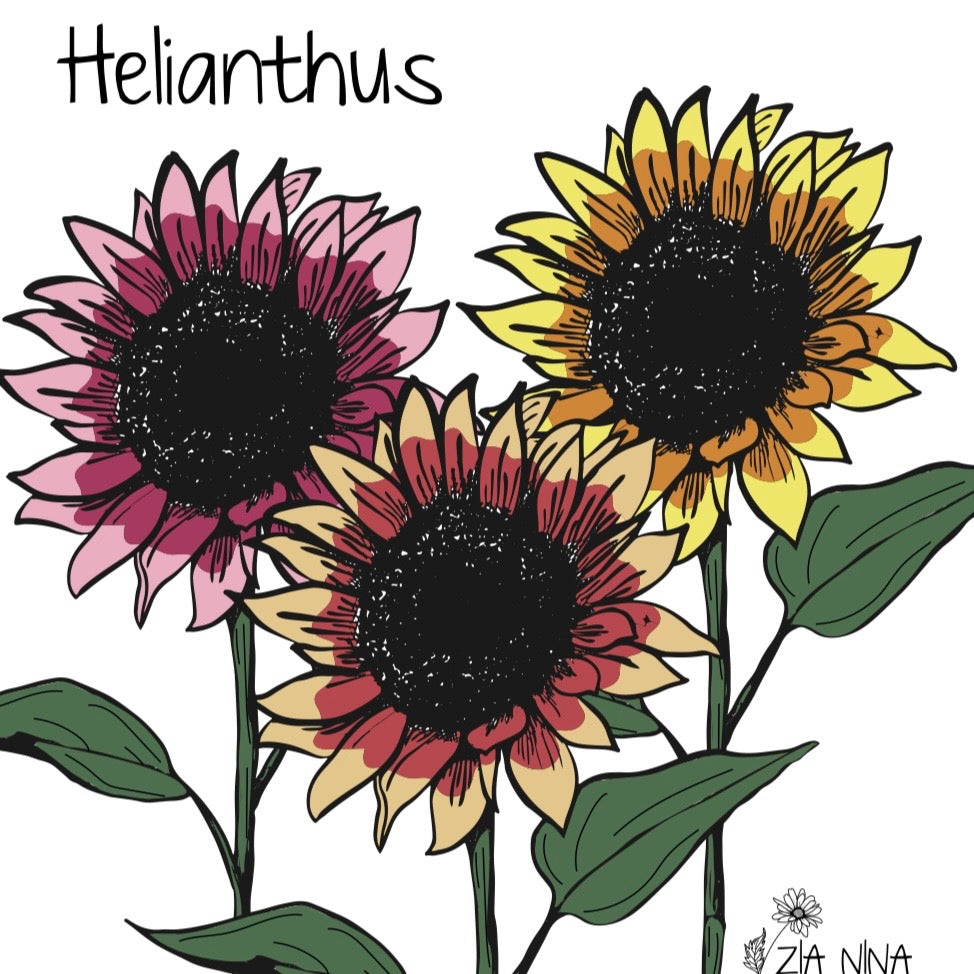 Helianthus annuus Desert Sun