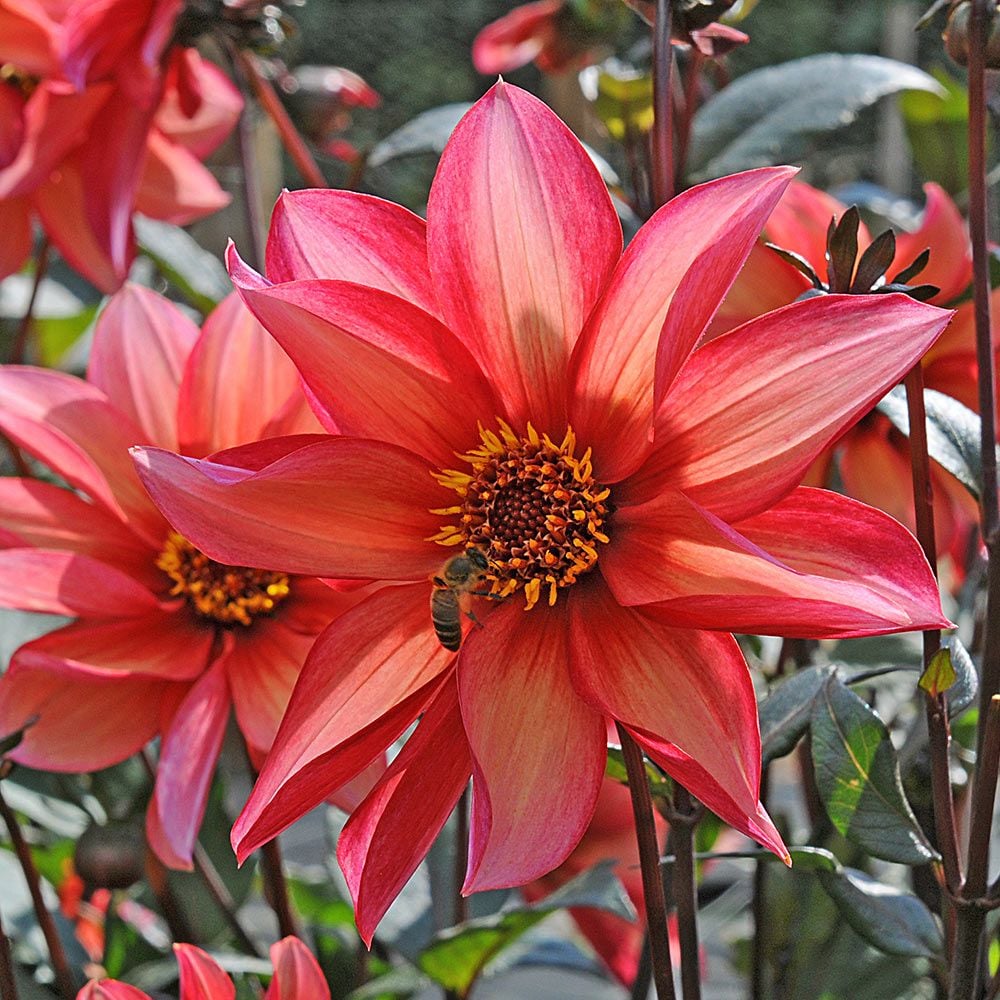 Dahlia Waltzing Mathilda