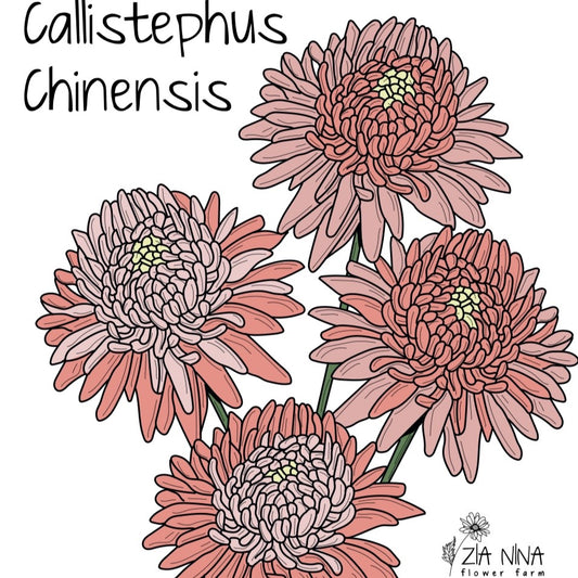 Callistephus (Aster) chinensis King Size Apricott