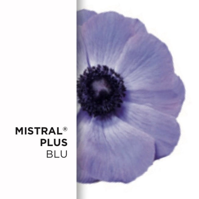 Anemone Mistral® Mix – 10 cormi