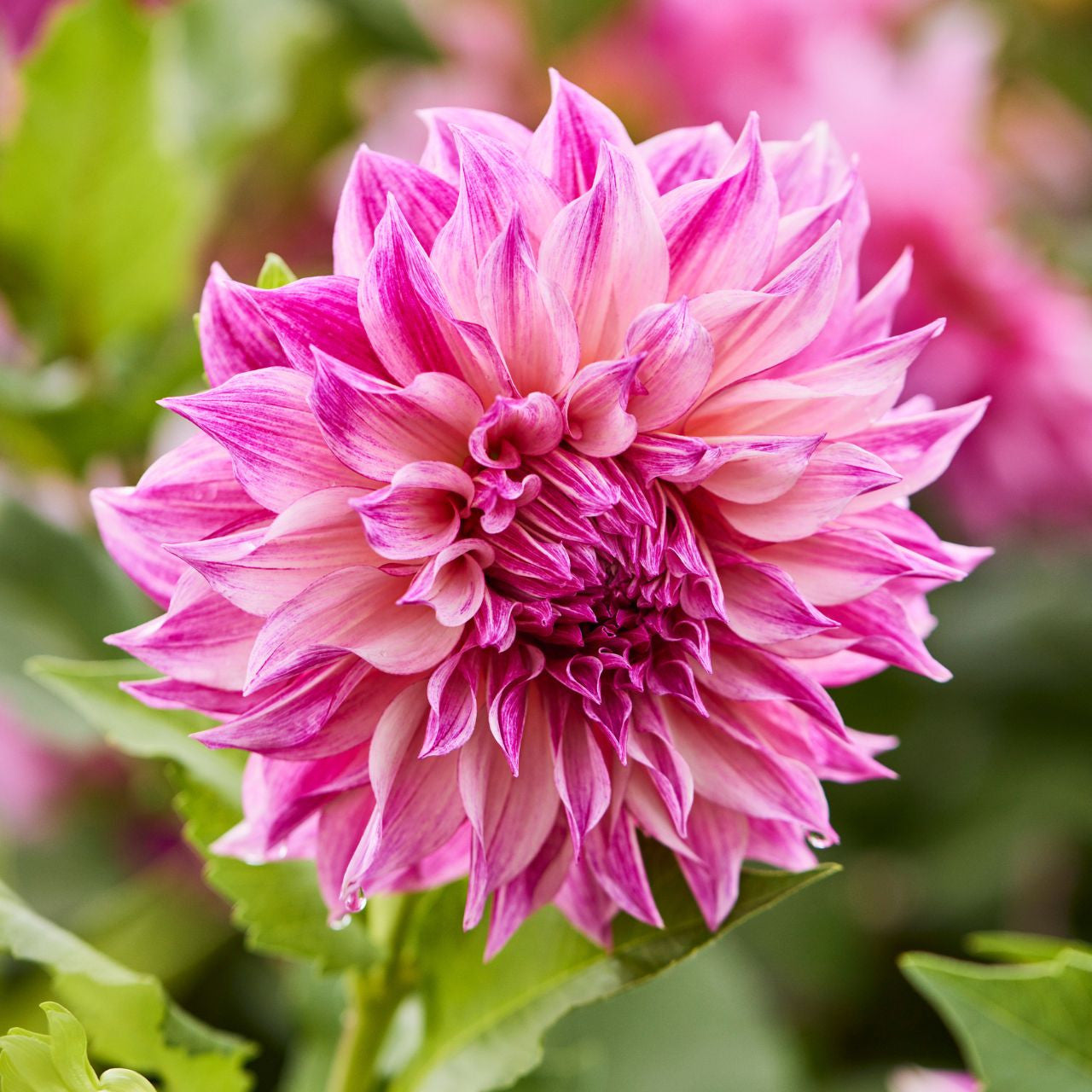 Dahlia Café au Lait Royal