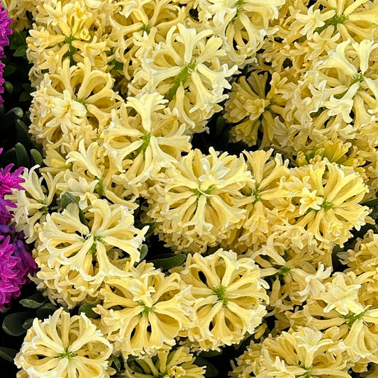 Hyacinth - Gipsy princess