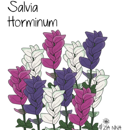 Salvia horminum mix