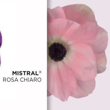 Anemone Mistral® Mix – 10 cormi