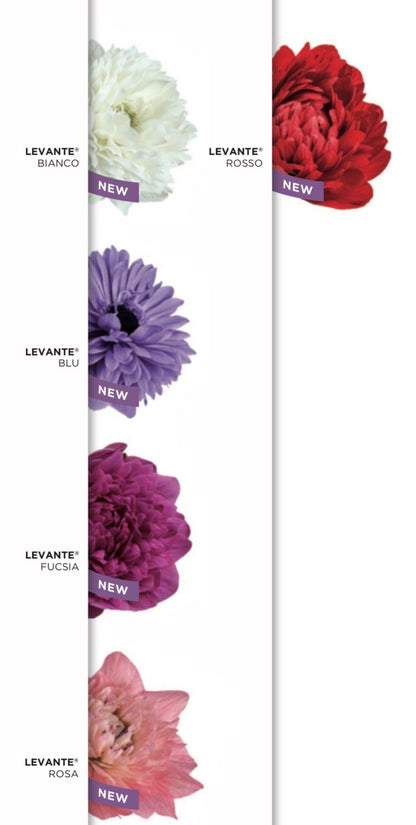 Anemone Levante® Mix – 10 cormi