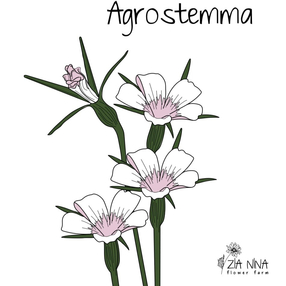 Agrostemma Blossom Pearl