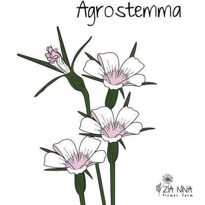 Agrostemma Blossom Pearl