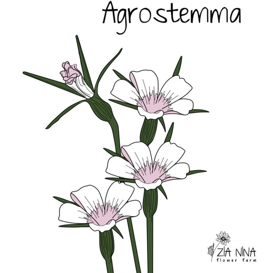 Agrostemma Blossom Pearl