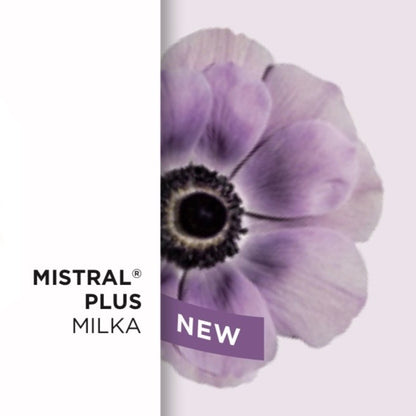 Anemone Mistral® Mix – 10 cormi