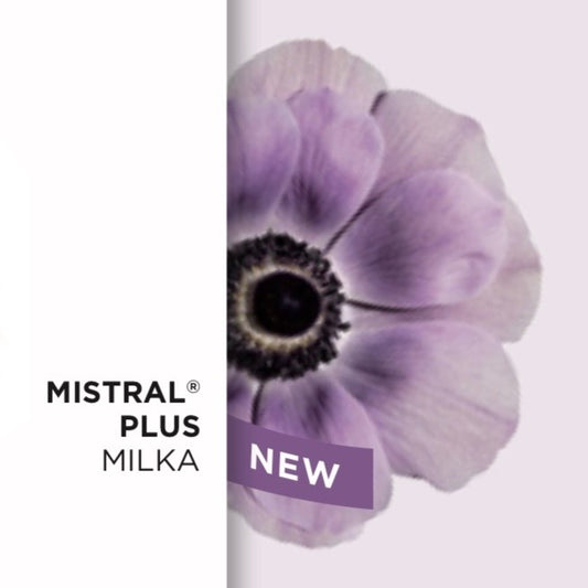 Anemone Mistral® Mix – 10 cormi