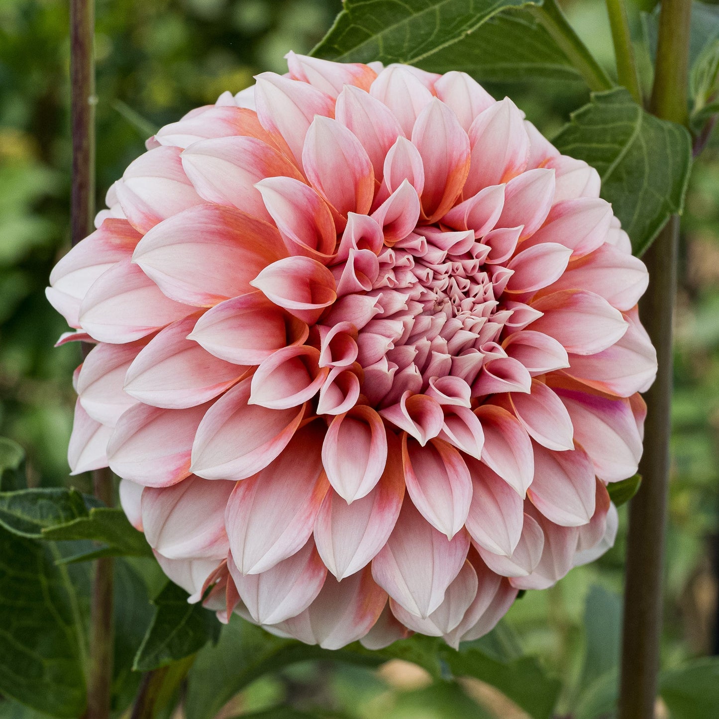 Dahlia Peaches N’ Cream