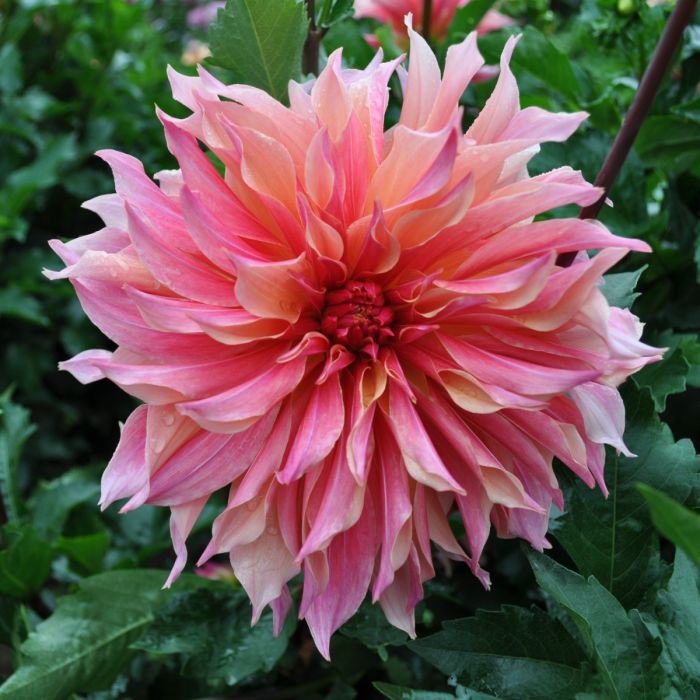 Dahlia Labyrinth