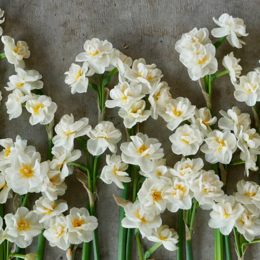 Narcissus Bridal Crow