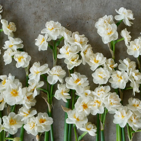 Narcissus Bridal Crow