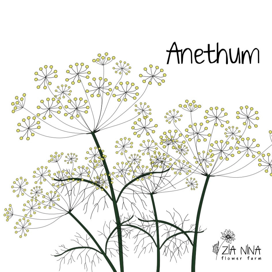 Anethum graveolens (Dill)