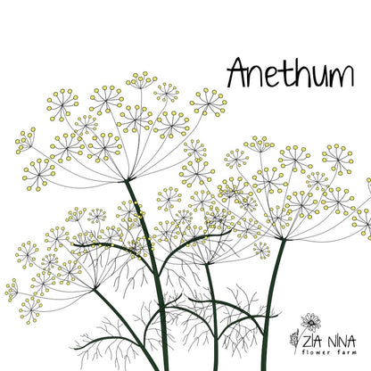 Anethum graveolens (Dill)