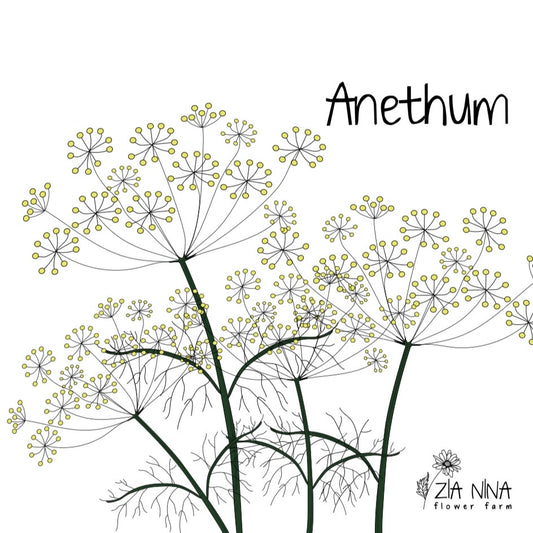 Anethum graveolens (Dill)