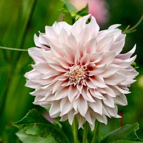 Dahlia Café au Lait